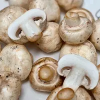 鲜口蘑鲜香滑嫩肉质紧实菌香浓郁没泡药水精选生长周期5个月的