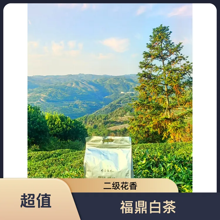 福鼎白茶二级白牡丹2024年花香浓郁口感清甜250g
