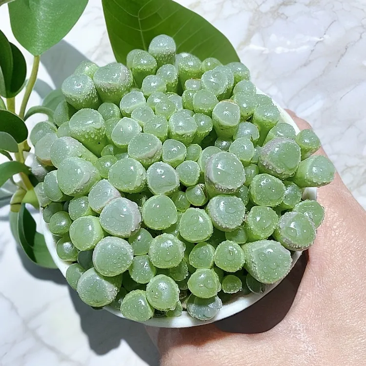 五十铃玉多肉植物室内阳台客厅绿植小型盆栽带盆带土玉露多肉