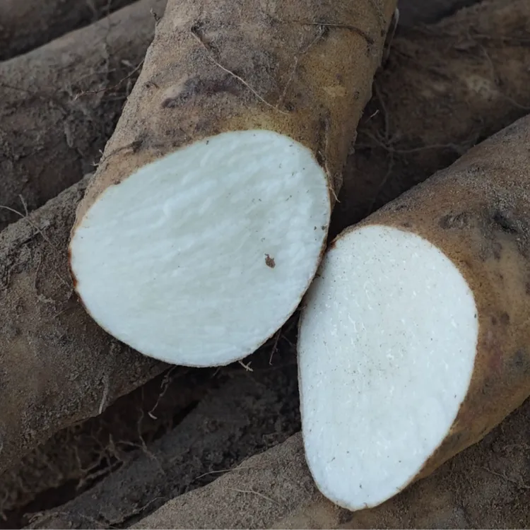 村姑阿香新鲜山药煮汤炖肉新鲜山药