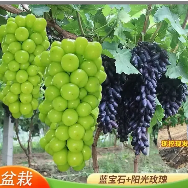 【新疆包邮】葡萄苖阳光玫瑰蓝宝石盆栽庭院爬藤南方北方种植