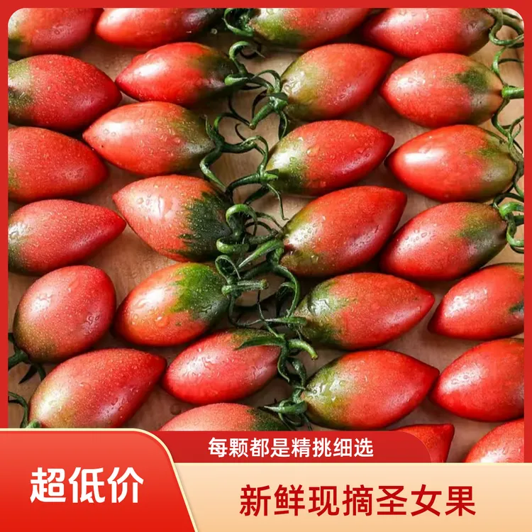 福建漳州紫弹头小番茄新鲜圣女果现摘西红柿自然熟农家碱地水果包