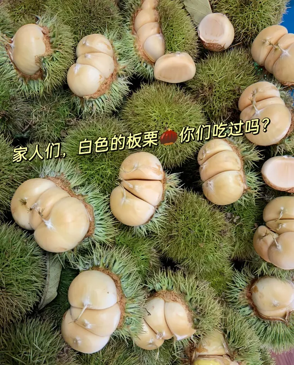 云南当季新鲜白壳生嫩板栗现摘现发脆甜可口