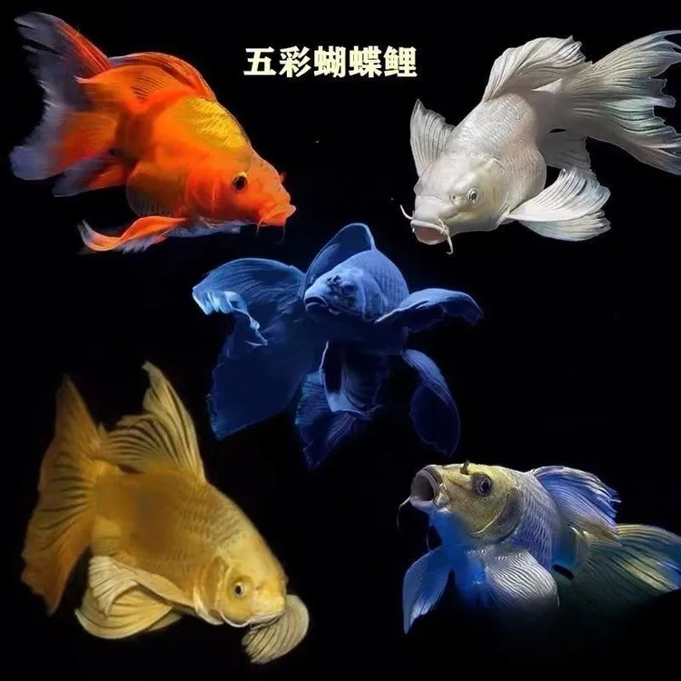 5个颜色蝴蝶鲤活体淡水冷水观赏鱼鱼苗要彩色混色拍这个链接