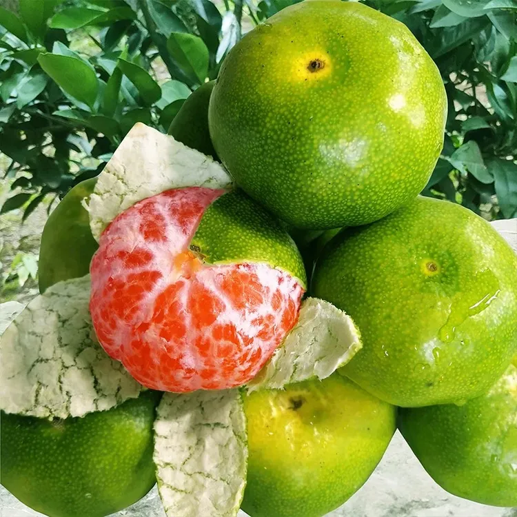 新品种蜜桔树苗清香蜜桔纯甜橘子树树苗特大树南方种植果树果苗