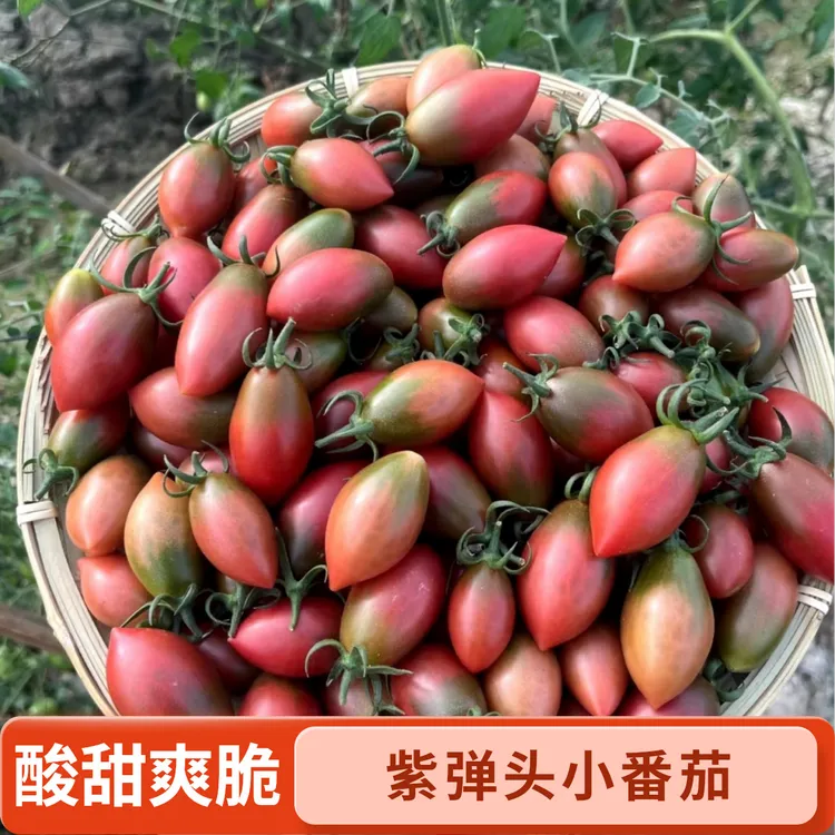 紫弹头小番茄子弹头圣女果葡萄农家福建漳新鲜沙瓤西红柿应季水果