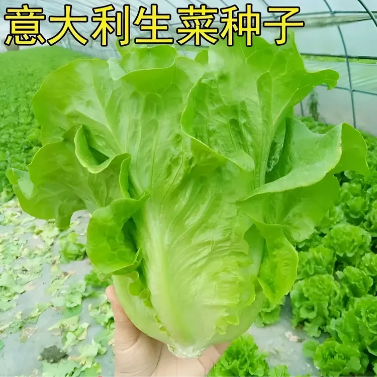 速生意大利生菜种子 清脆香爽口生吃蔬菜四季播种盆栽农家种籽