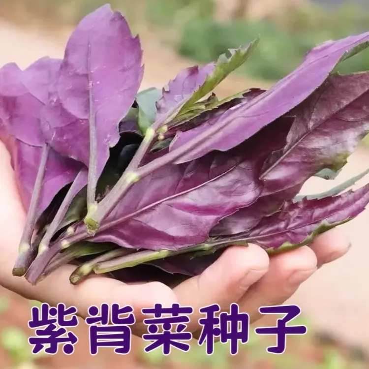 紫背天葵种子血皮菜种子家庭阳台小院栽地栽四季种植紫背菜盆籽种
