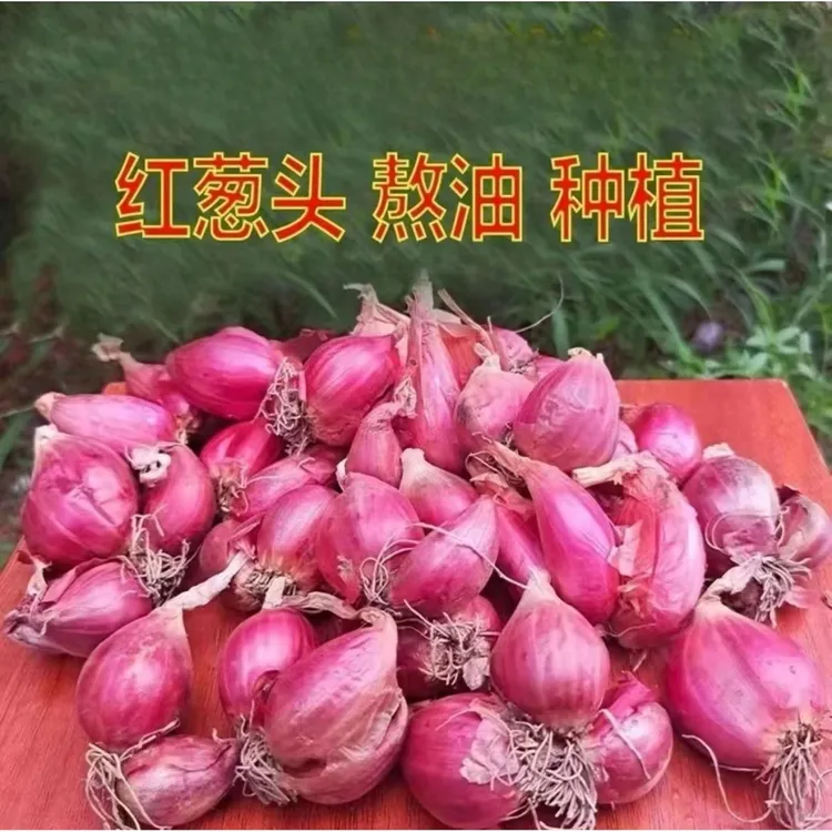 农家四季火葱头四季种植香葱火葱红葱头熬油葱