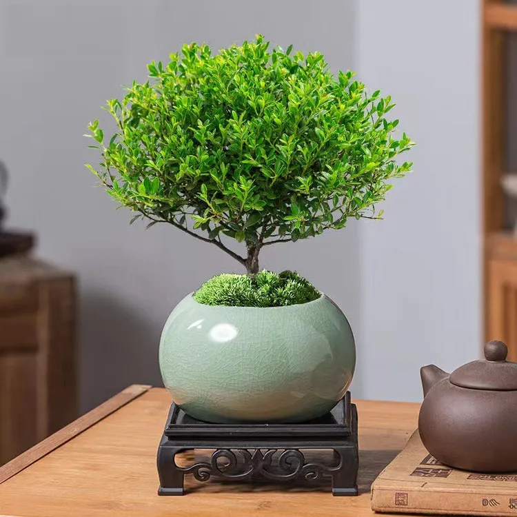【小叶赤楠】盆景植物办公花卉基地直销批发绿植盆栽室内摆件花卉绿