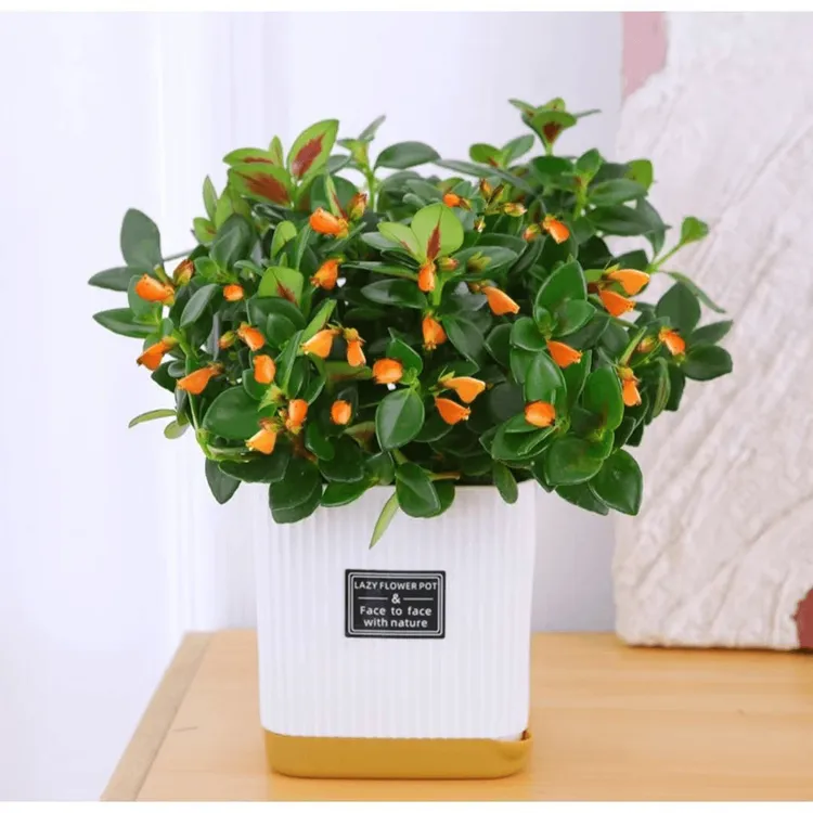 【特价】金鱼吊兰耐寒花卉盆栽室内阳台客厅开花植物甲醛绿植