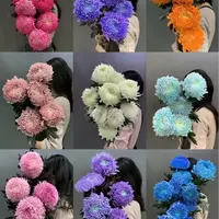 【源头优选】牡丹菊鲜花  任意两单花材升级快递 发货后不支持退款
