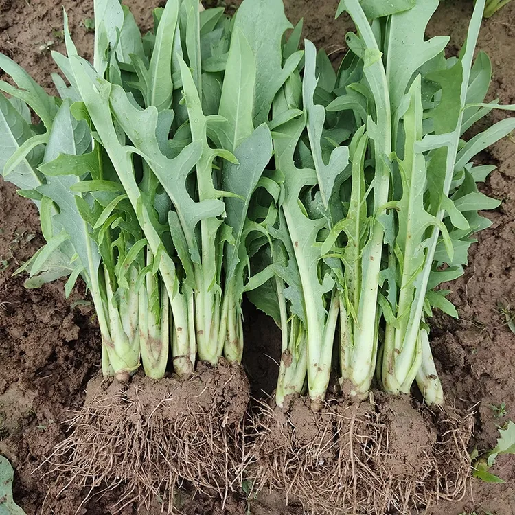 正宗广西博白甜麦菜苗栽种容易苗带泥发货四季阳台盘栽脆甜爽口
