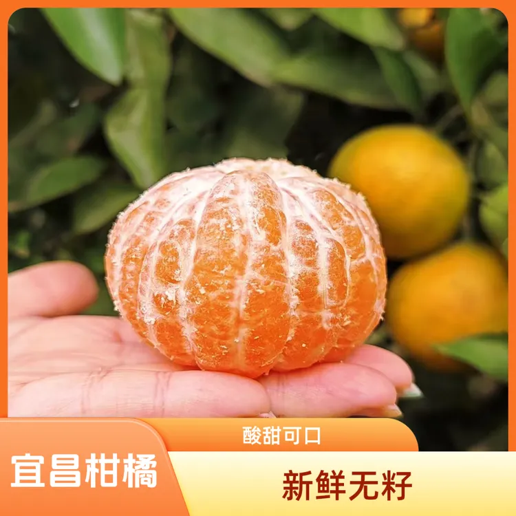桔子桔子正宗宜昌柑橘无籽新鲜蜜桔当季节现摘酸甜孕妇蜜橘子水果
