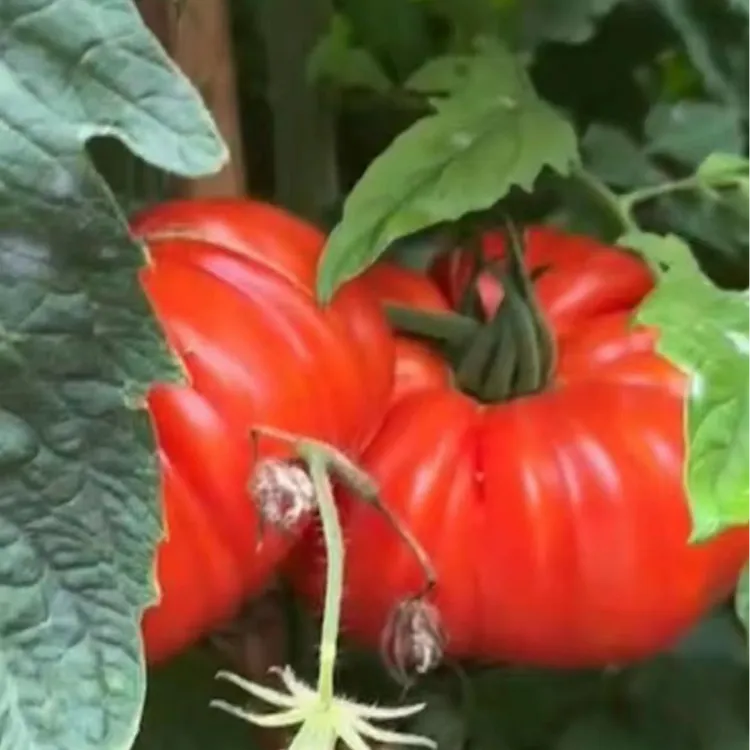 【顺丰包邮】云南老品种马蹄番茄