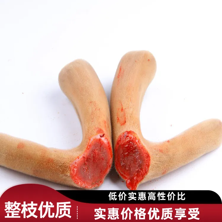 鹿茸整枝整根鹿茸梅花鹿角东北鹿场鲜鹿茸煲汤头茬二杠