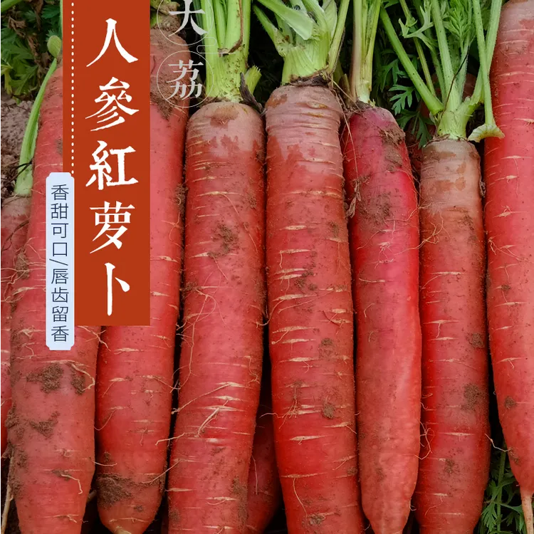 正宗陕西大荔沙地脆嫩甜水果萝卜新鲜现挖沙地红萝卜