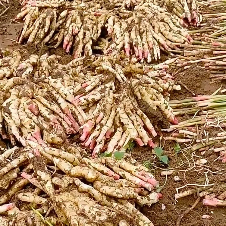 新鲜红芽嫩姜当季现挖可做泡菜腌制的生姜