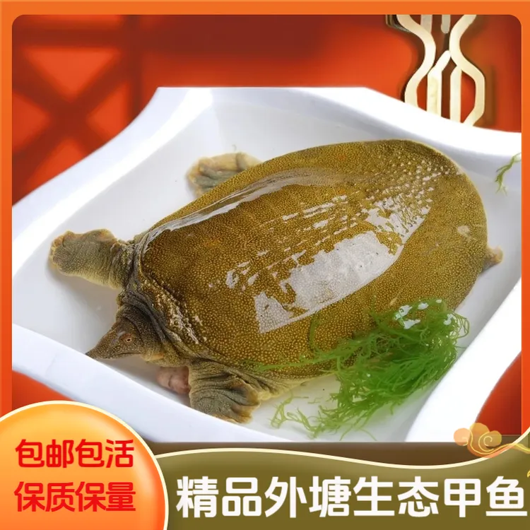 精选外塘生态散养公甲鱼本土中华鳖滋补美味