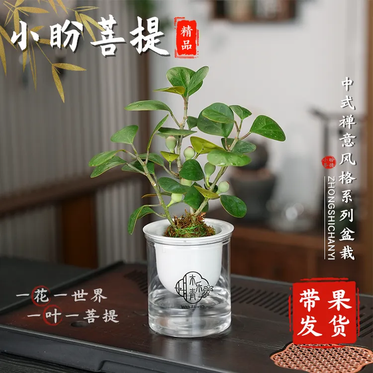 【带多果实 小盼菩提盆栽】精品禅意植物室内绿植客厅摆件好养商品图