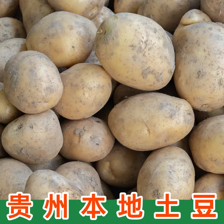 【2025年新土豆】新鲜现挖黄皮黄心洋芋粉糯马铃薯多规格可选