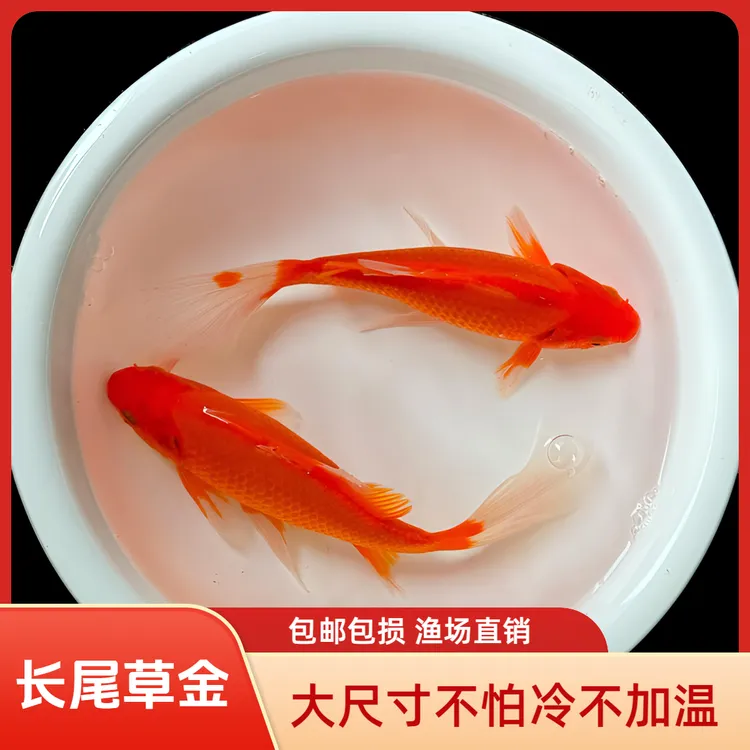 观赏鱼精品大尺寸红色草金鱼冷水凤尾观赏鱼好养耐活适合新手
