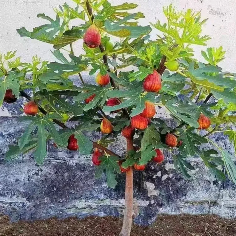 正宗大果无花果盆栽地栽阳台庭院南方北方抗严寒耐高温