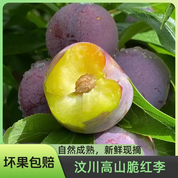 晓龙优选 -四川汶川高山脱骨李红脆李子应季新鲜水果现摘现发脆甜