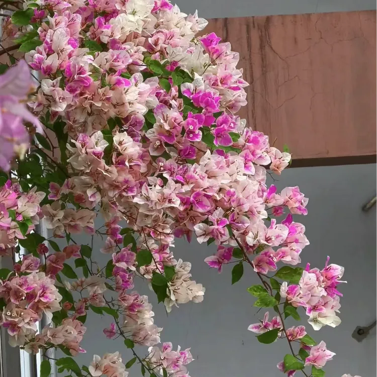 漳红缨袋苗小苗四季开花勤花品种好养活庭院盆栽花卉好养活三角梅