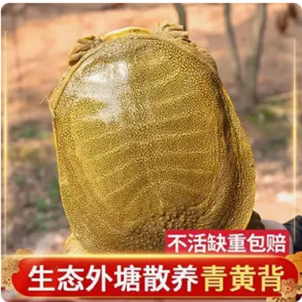青背黄底生态冷水甲鱼【4斤】