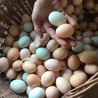 【顺丰包邮】山林散养鸡蛋，粉壳/绿壳/初生蛋