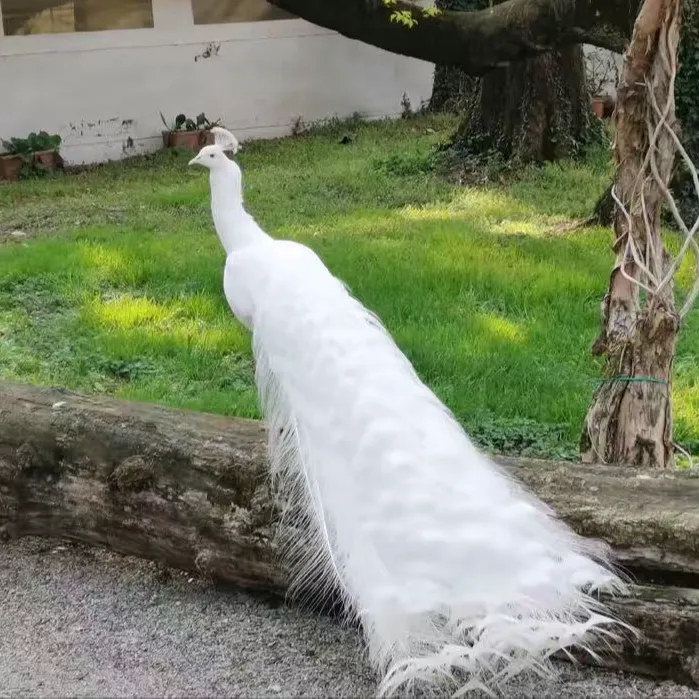 蓝孔雀宠物鸡活体宠物(顺丰包邮）2包邮到家孔雀鸡