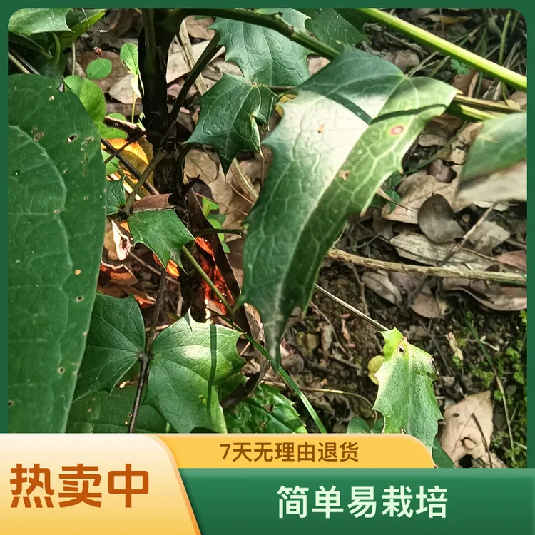 野生十大功劳20-30cm现挖现发种植