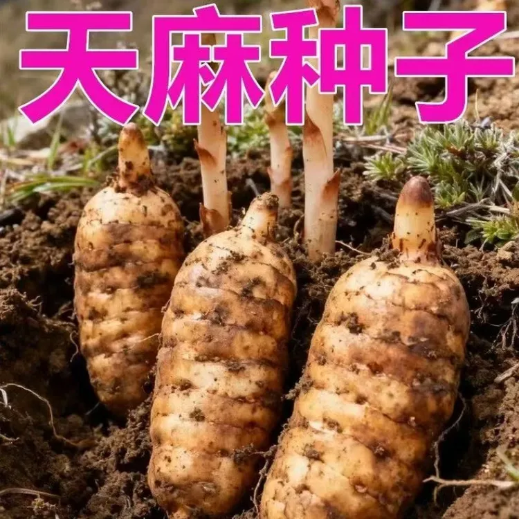新鲜天然天麻种子四季种植天麻种子阳台种植正品天麻商品图