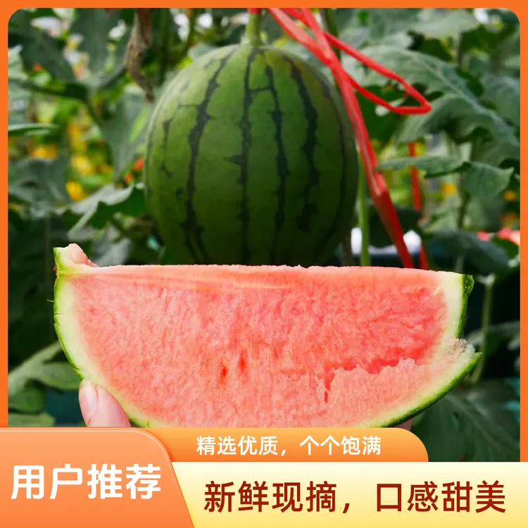 【助农】麒麟西瓜2k超甜冰糖西瓜吊秧无籽小西瓜吊秧西瓜小吊瓜糖丸