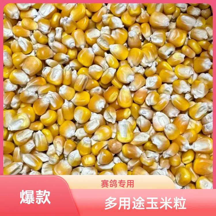 中粒玉米粒杂粮可酿酒磨面食用还能喂鸟专业赛飞做爆米花打窝鱼饵
