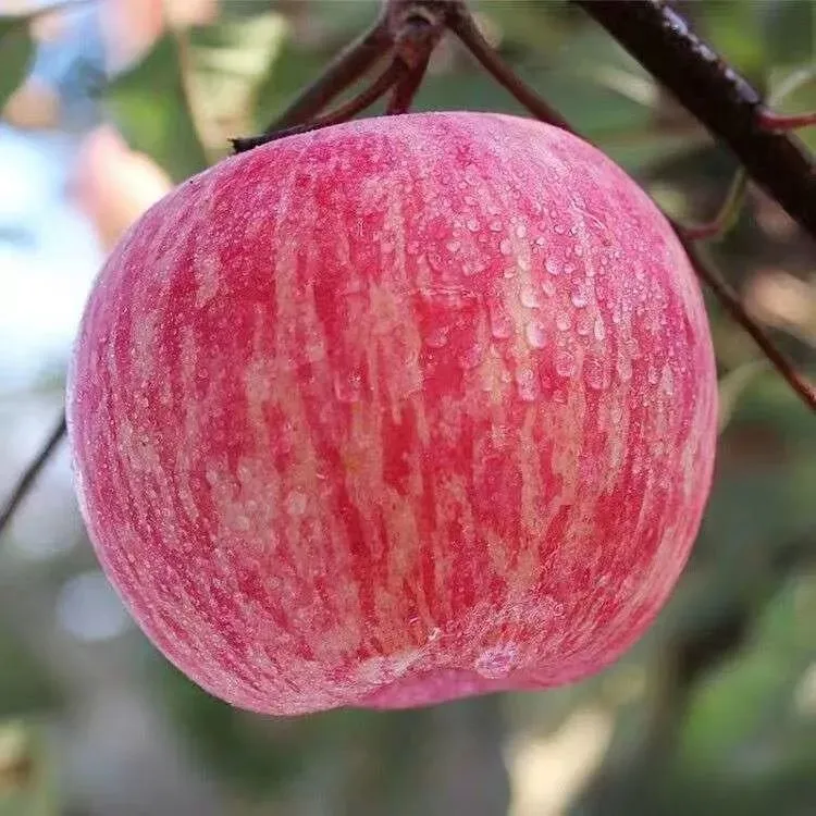 烟台红富士2001脆甜苹果树苗嫁接苹果苗南方北方种植庭院种植