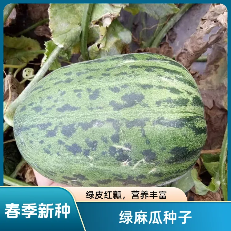 【绿麻瓜种子】家庭阳台小院盆栽地栽四季种植