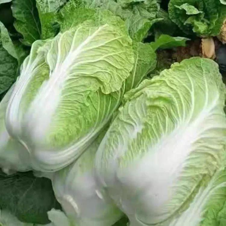 东北吉林黄心大白菜秋季新鲜采摘