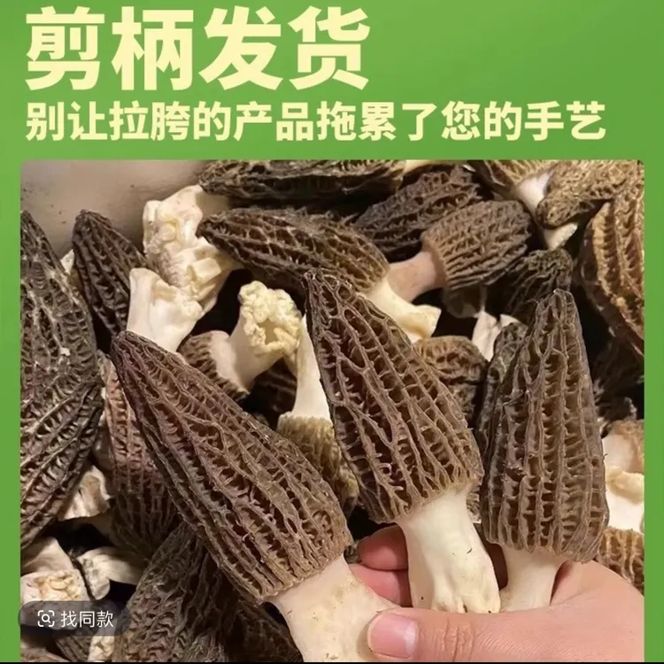 【七妹新鲜羊肚菌】江西湖口原产地新鲜直供新鲜羊肚菌