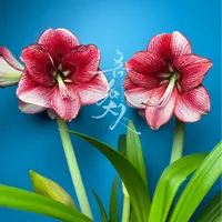 「马瑟特」进口球 进口朱顶红品种 实际偏小