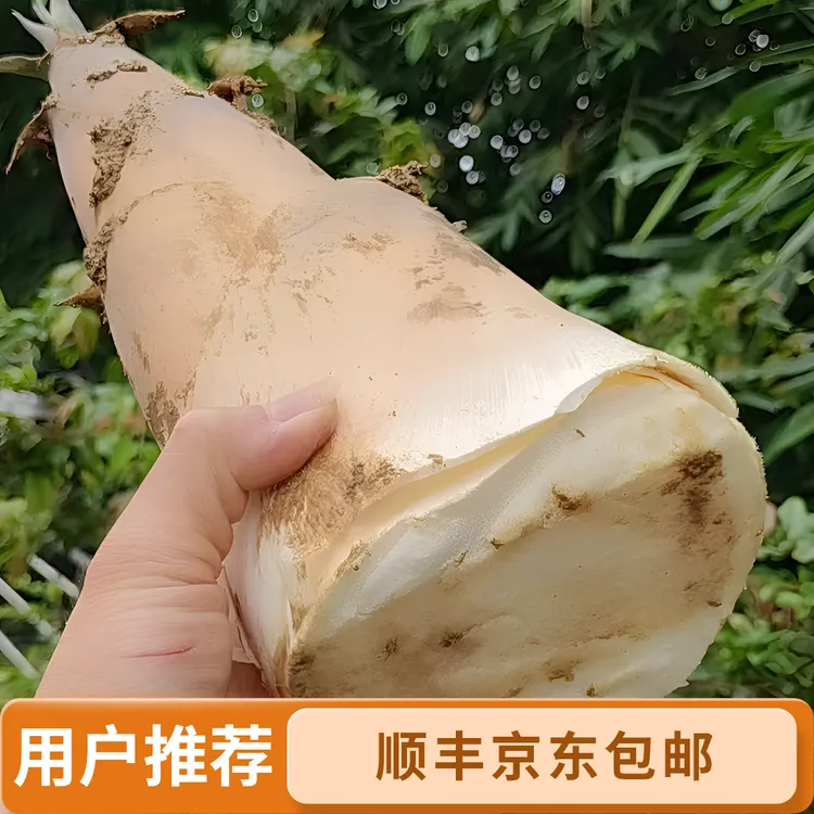 揭阳埔田竹笋之乡下午现挖新鲜竹笋京东顺丰包邮