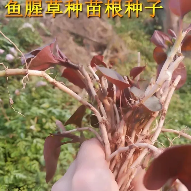 【鱼腥草种子】折耳根种子四季种植阳台庭院盆栽地载泡沫箱蔬菜种植商品图