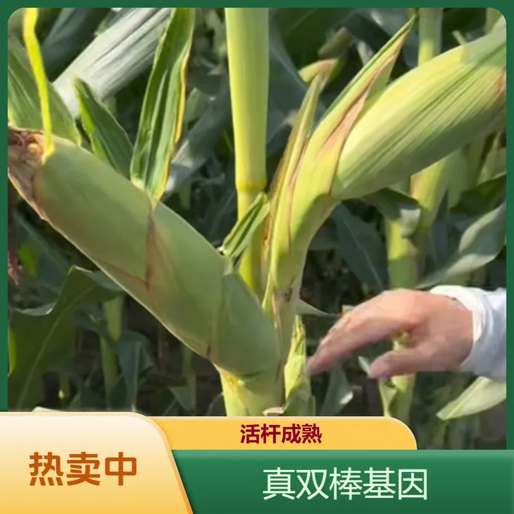 三国审中元505矮杆双棒基因高产玉米种子抗病抗虫抗倒伏苞谷种