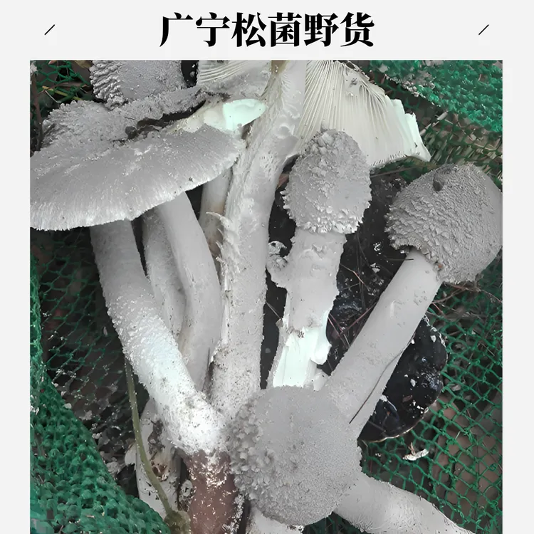 广宁泥索菌松菌新上市清蒸煲汤
