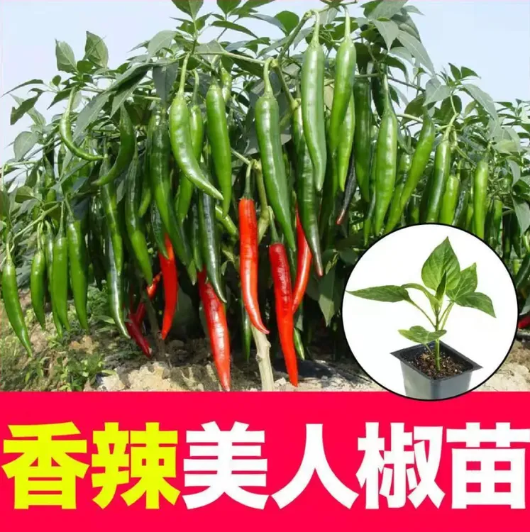 【香辣美人椒苗】春秋四季阳台盆栽带土xk商品图
