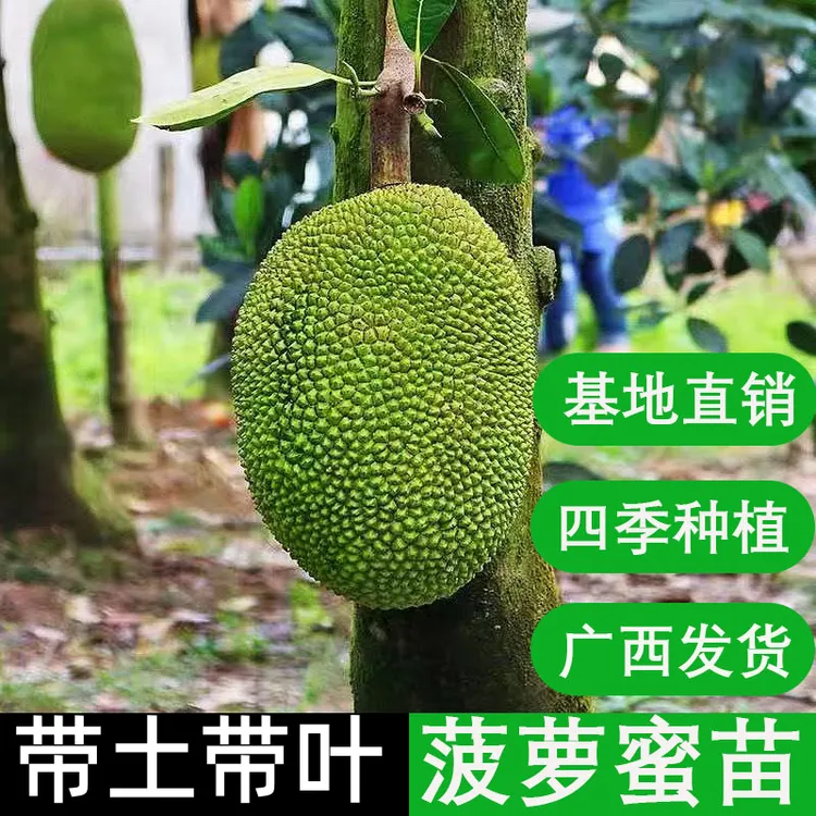 印尼红菠萝蜜苗红肉菠萝苗嫁接果树苗黄肉一号南方四季盆栽庭院