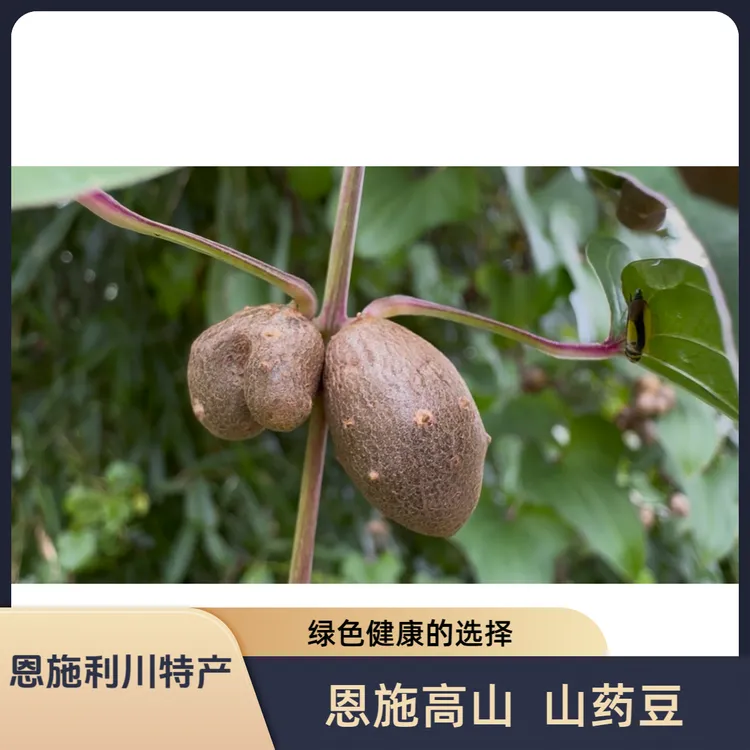 恩施利川高山山药豆山药籽可炒可烧烤