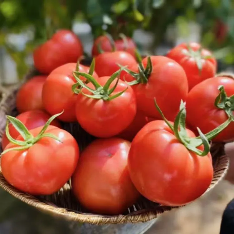 （顺丰包邮）陕西普罗旺斯沙瓤水果西红柿4.5-5斤包邮
