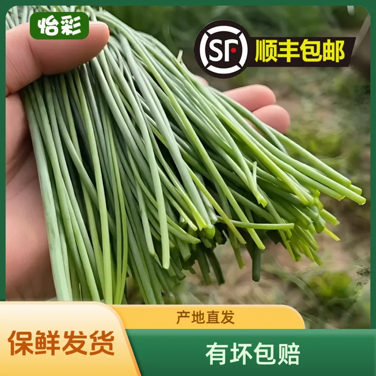 【顺丰包邮】甘肃民勤大漠新鲜沙葱